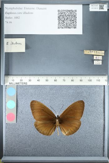 Media type: image;   Entomology 159510